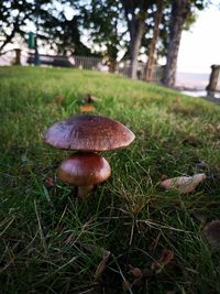 Close-up of mushroom growing on field