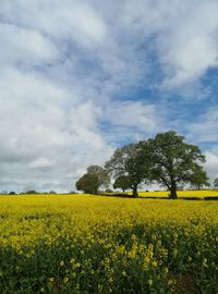 Scenic view of oilseed rape field against sky