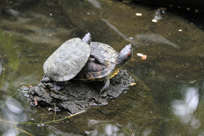 High angle view of turtle in lake