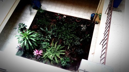 Plants in corridor