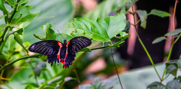 Close-up of butterfly on plant