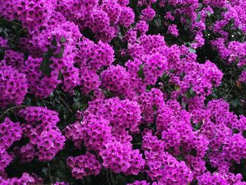 Full frame shot of pink flowers blooming outdoors