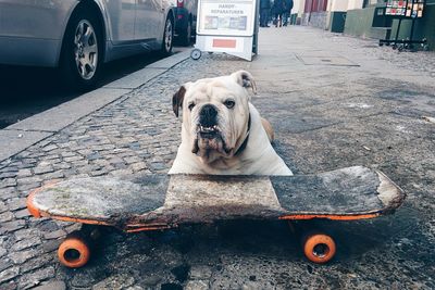 Bulldog sitting by skateboard on sidewalk