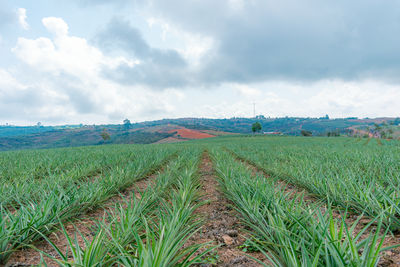 Scenic view of agricultural field against sky