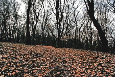 Bare trees on landscape