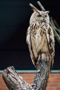 Close-up of owl perching on tree