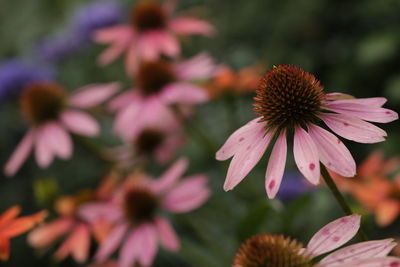 Close-up of coneflower blooming outdoors