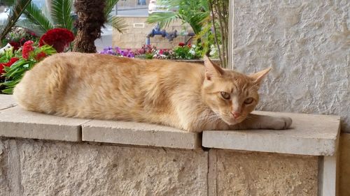 Portrait of cat resting on wall