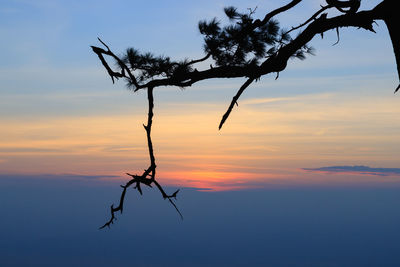 Low angle view of silhouette tree against romantic sky at sunset