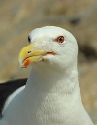 Close-up of bird