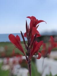 Close-up of red flowering plant