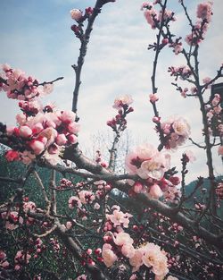 Close-up of pink cherry blossoms in spring