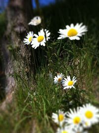 Close-up of white daisy flowers in field