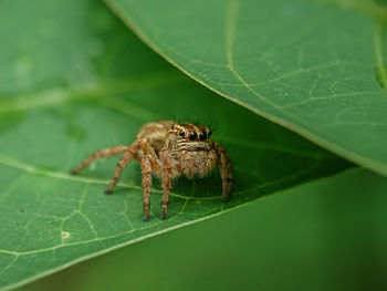 Close-up of spider on leaf