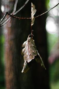 Close-up of dry leaves on branch