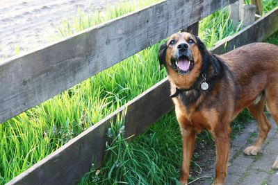 Portrait of dog on grass