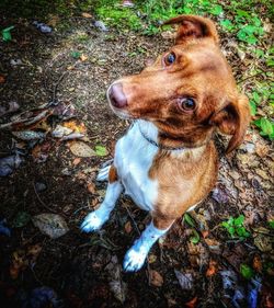 High angle view of dog on field