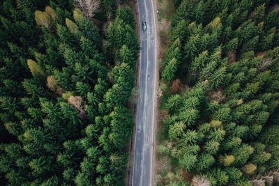 High angle view of road amidst trees in forest