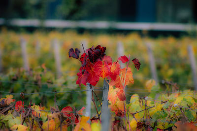 Close-up of red autumn leaves on plant