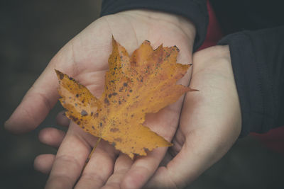 Close-up of hand holding maple leaves during autumn
