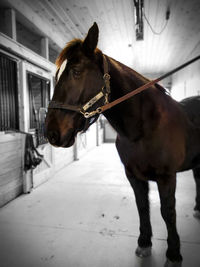 Horse standing in stable