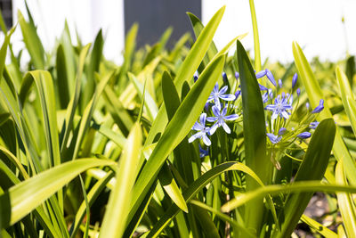 Close-up of purple flowering plants on field