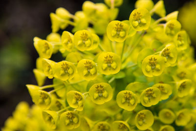 Close-up of yellow flowering plants on field