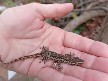 Cropped image of hand holding small