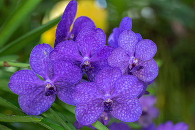 Close-up of purple hydrangea flowers