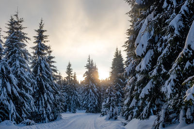 Snow covered pine trees in forest against sky