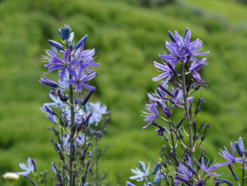 Close-up of purple flowering plants