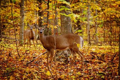 Deer standing in a forest