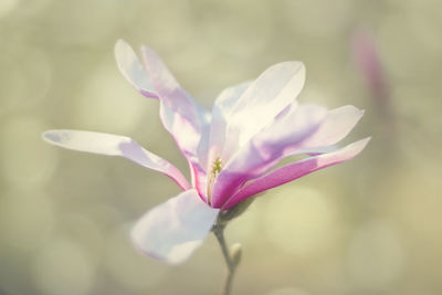 Close-up of purple flower