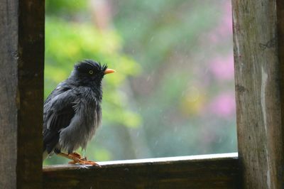 Bird perching on wood