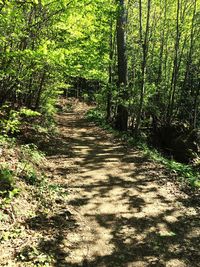 Footpath amidst trees in forest