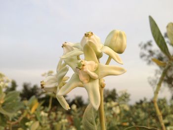 Close-up of white flowering plant