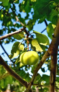 Low angle view of fruits on tree