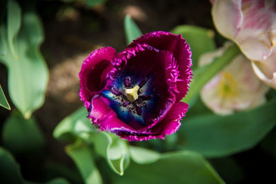 Close-up of purple rose flower