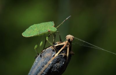 Close-up of green stink bug on plant