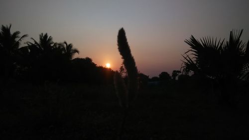 Silhouette of trees at sunset