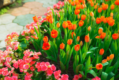 Close-up of red tulip flowers in field