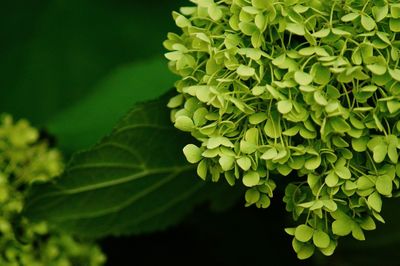 High angle view of flowering plant