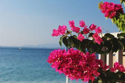 Close-up of pink cosmos flowers blooming by sea against clear sky