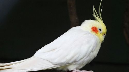 Close-up of bird perching on black background