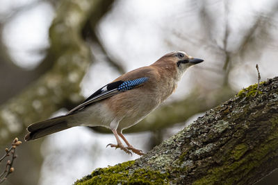 Close-up of bird perching on rock