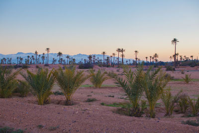 Scenic view of palm trees against clear sky