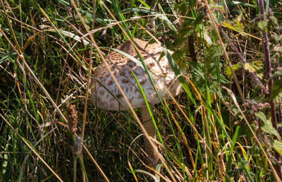High angle view of bird on field