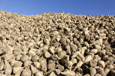 Close-up of sugar beets against clear sky