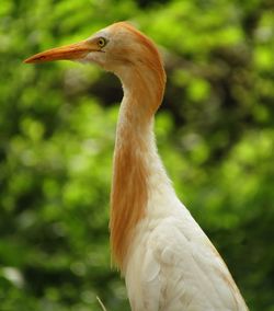 Close-up of crane bird