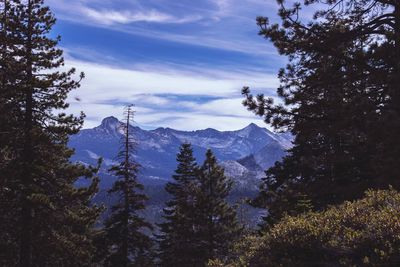 Scenic view of tree mountains against blue sky